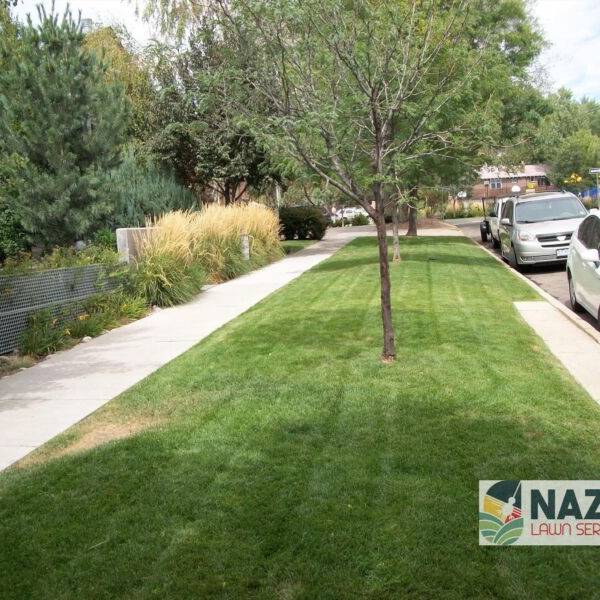 Beautifully mowed lawn with perfect stripes on a Denver residential street