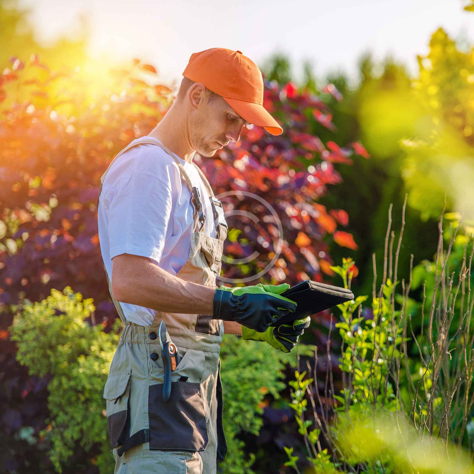 Professional lawn maintenance showing a well-kept green lawn